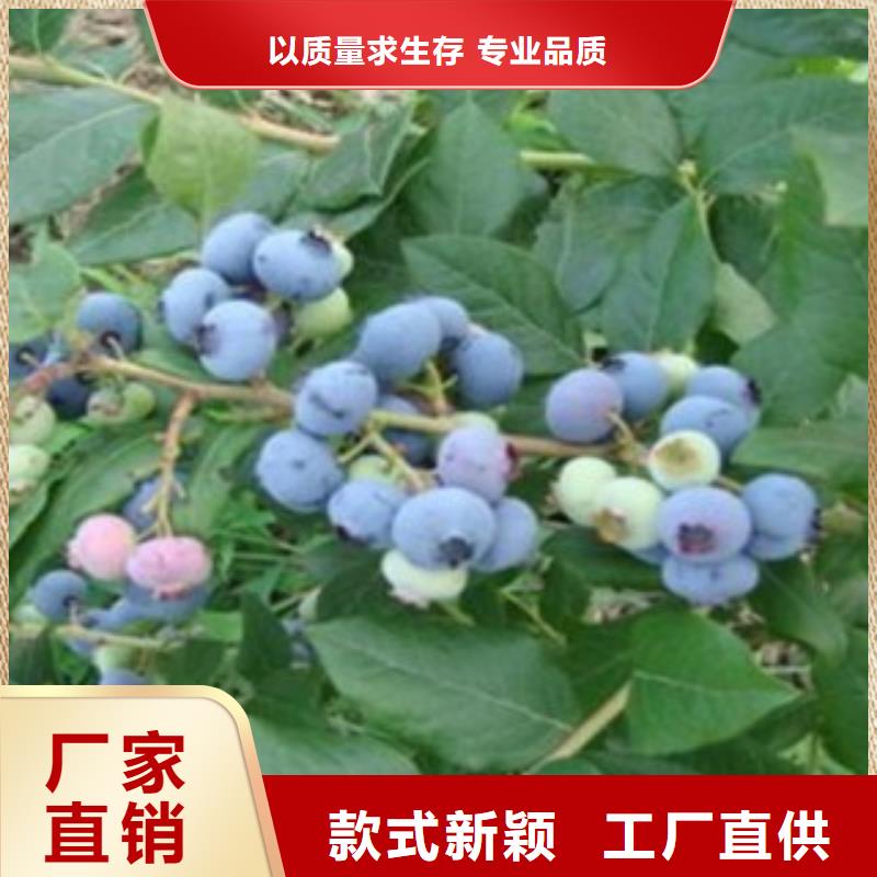 蓝莓苗核桃苗省心又省钱