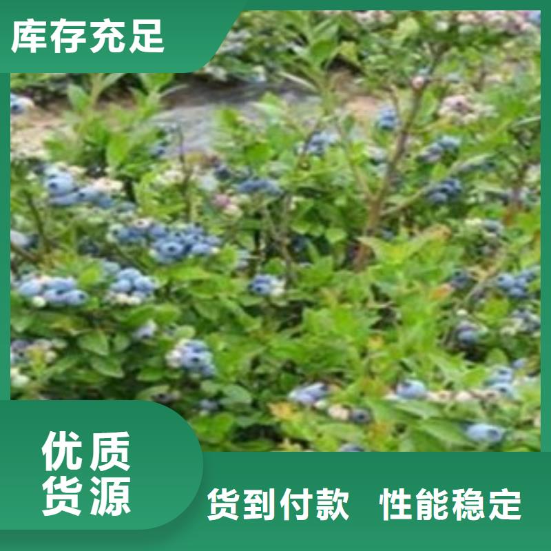 蓝莓苗生产加工