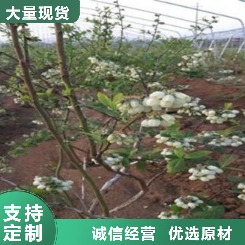 蓝莓苗梨树苗24小时下单发货