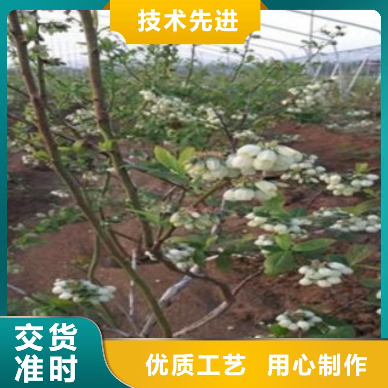 蓝莓苗梨树苗实力商家供货稳定