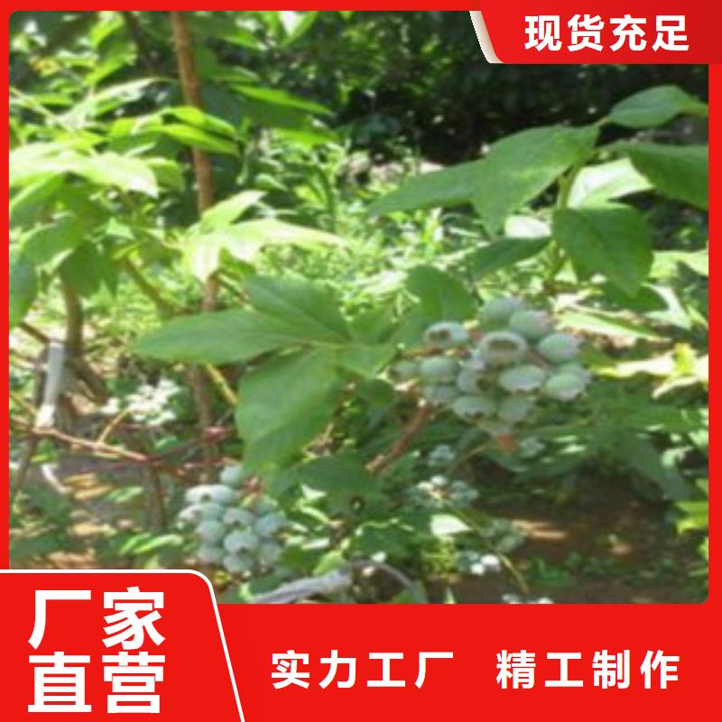 【蓝莓苗】花椒苗当地厂家值得信赖