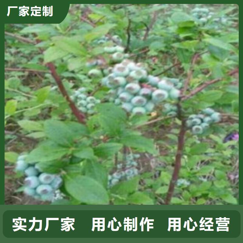 蓝莓苗花椒苗厂家精选