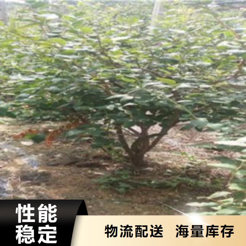 【蓝莓苗】花椒苗当地厂家值得信赖