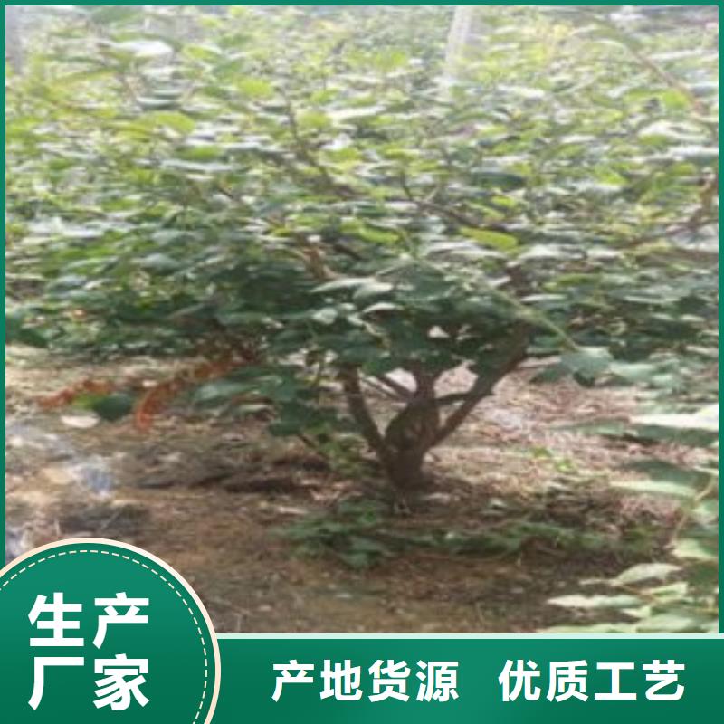 蓝莓苗【花椒苗】行业优选