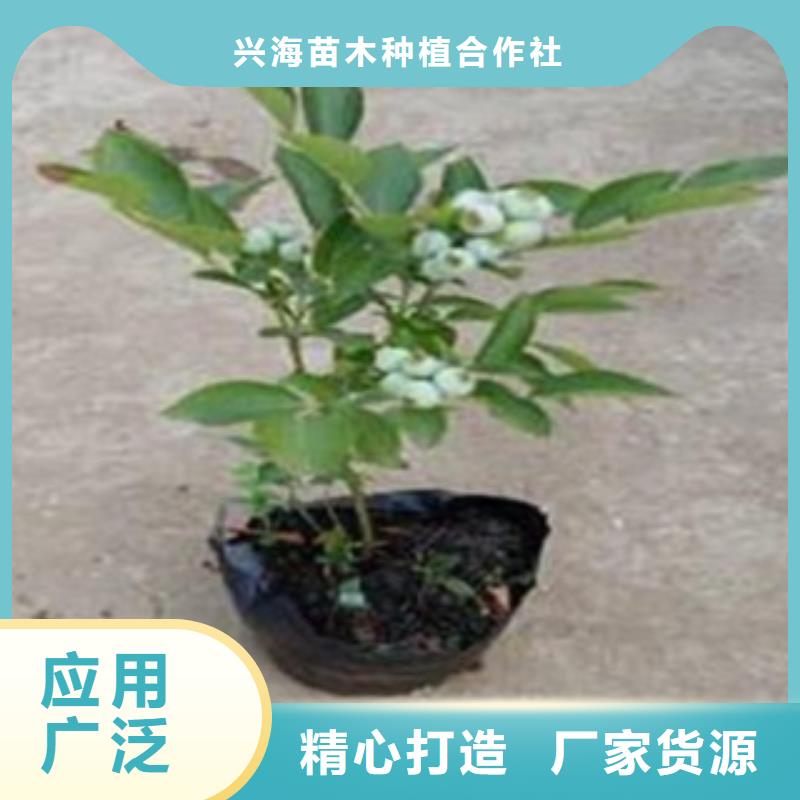 蓝莓苗花椒苗商家直供