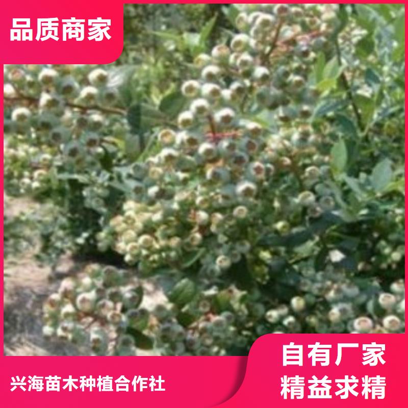 蓝莓苗花椒苗大量现货