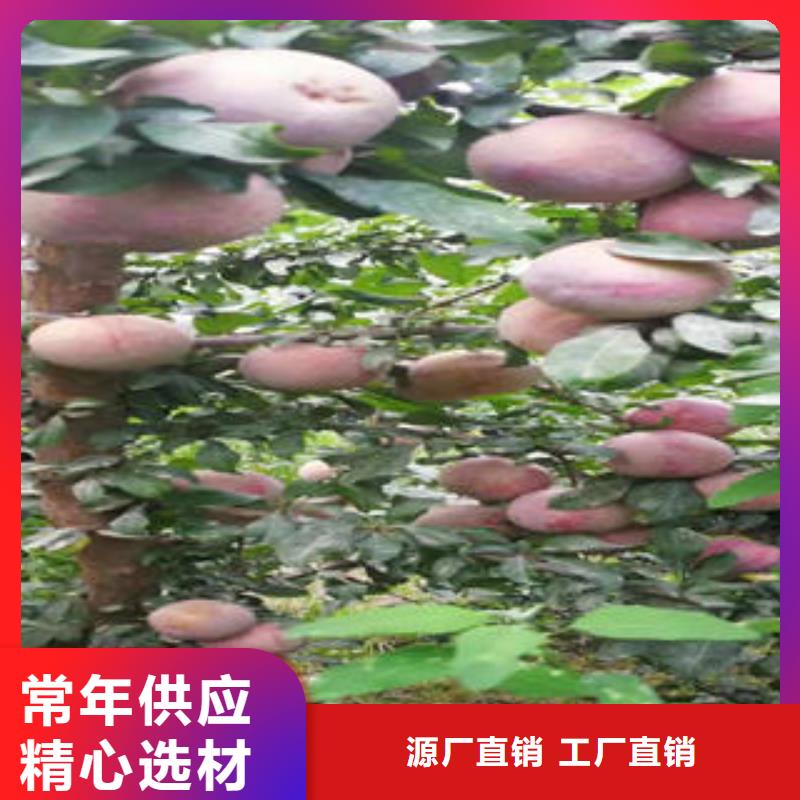 【李子苗】_花椒苗诚信经营