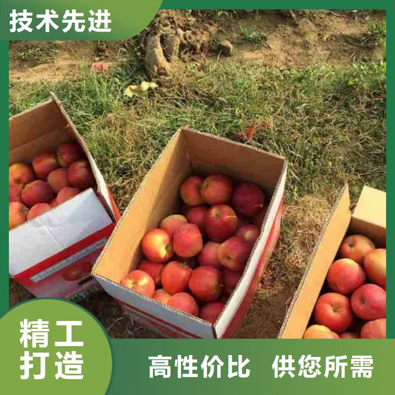 苹果苗【蓝莓苗】种类多质量好