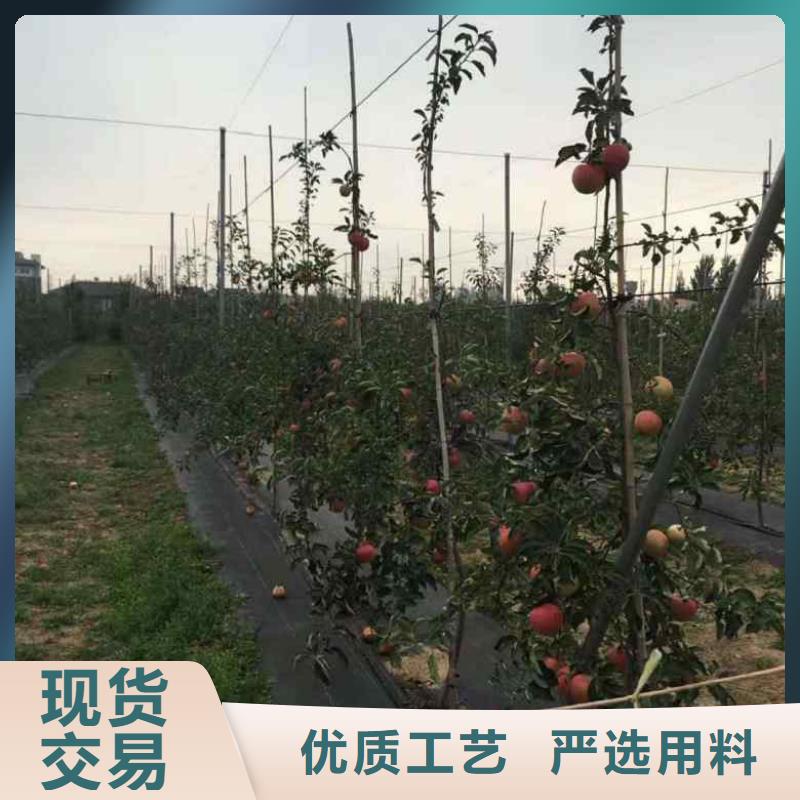 苹果苗_花椒苗款式新颖