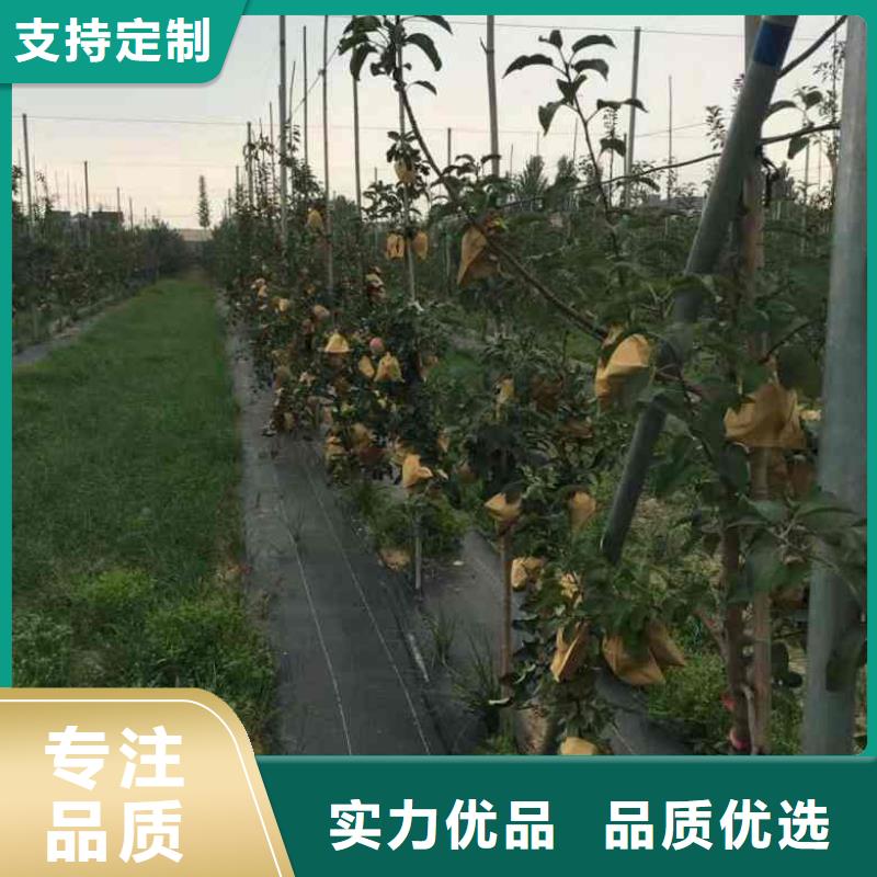 苹果苗_梨树苗匠心打造