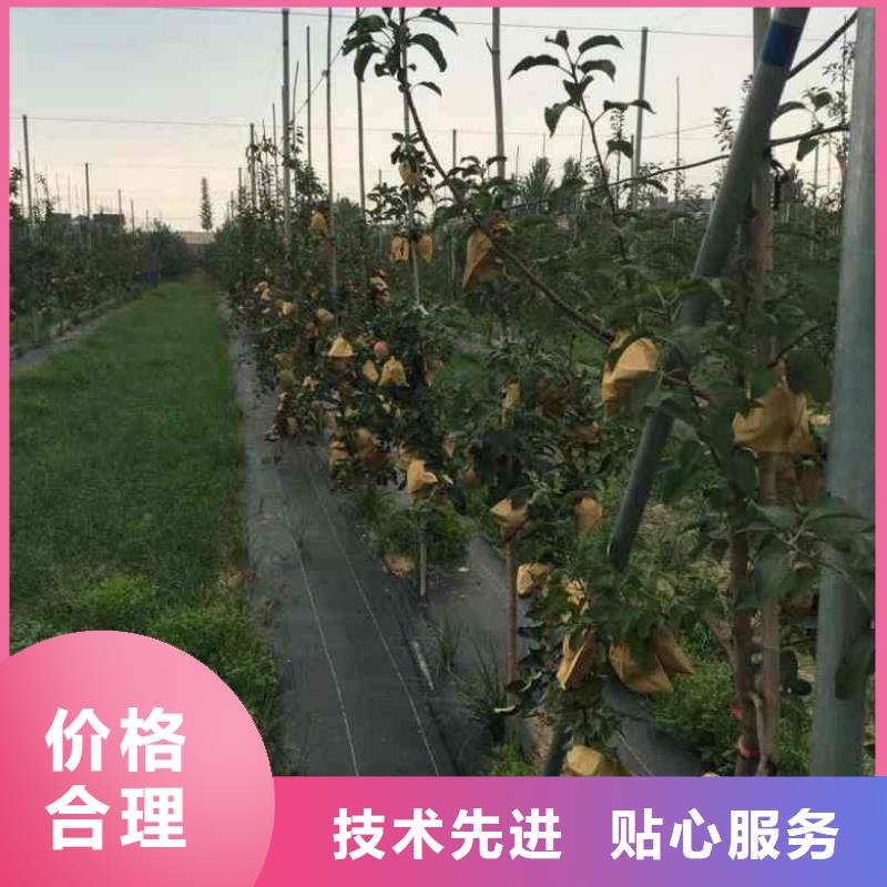 苹果苗板栗苗产品细节