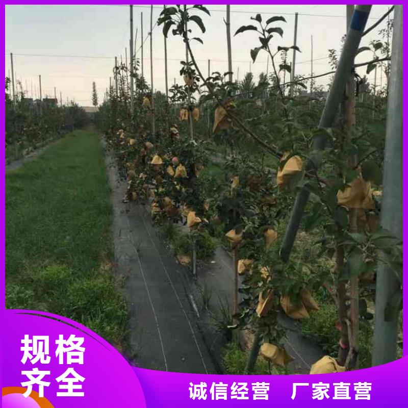 苹果苗梨树苗生产型