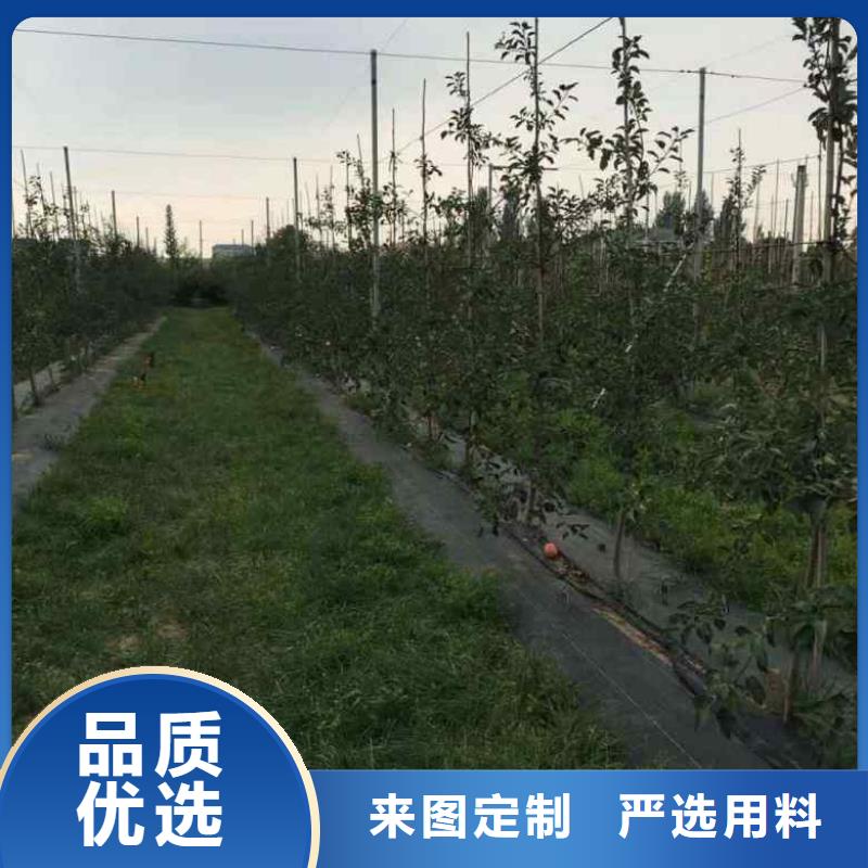 苹果苗-花椒苗厂家直销值得选择