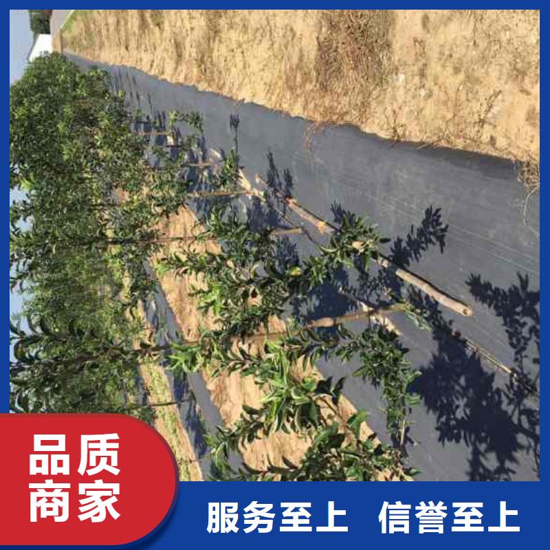 苹果苗【蓝莓苗】种类多质量好