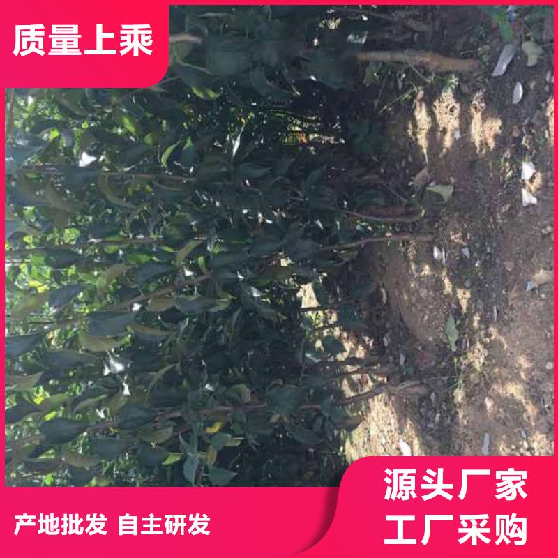 苹果苗花椒苗实体诚信经营