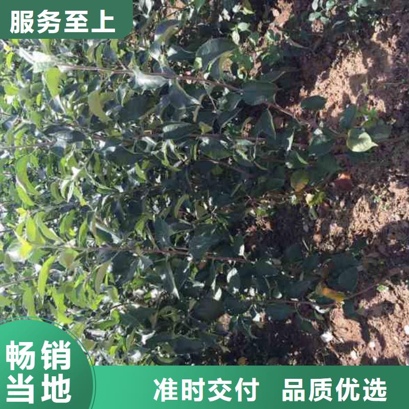 苹果苗板栗苗产品细节