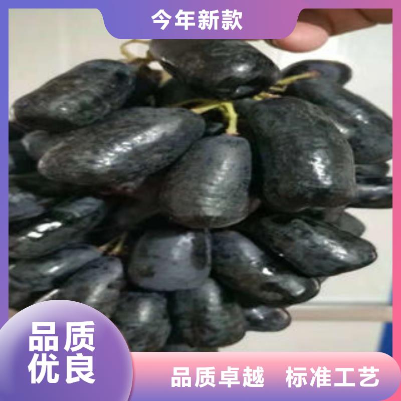 葡萄苗板栗苗厂家现货供应