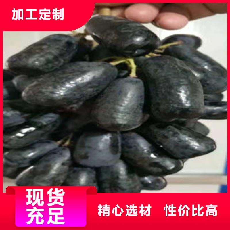 葡萄苗用心经营