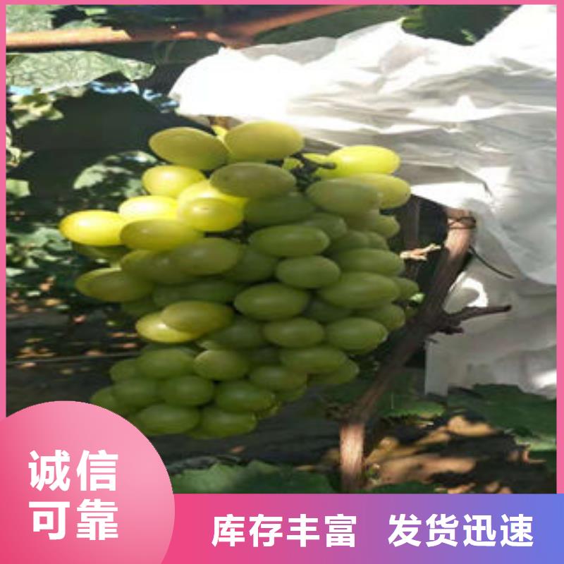 葡萄苗板栗苗产品细节参数