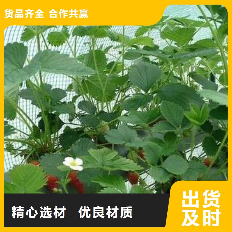 【草莓苗李子苗加工定制】