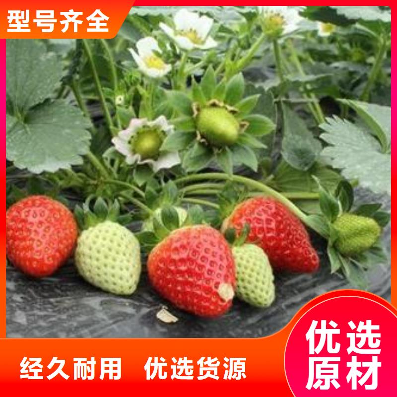 【草莓苗花椒苗24小时下单发货】