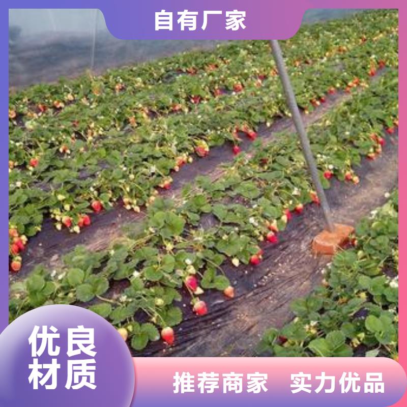 【草莓苗花椒苗24小时下单发货】