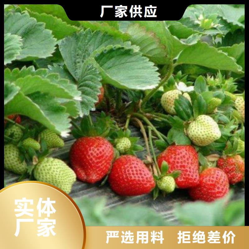 【草莓苗蓝莓苗量大更优惠】