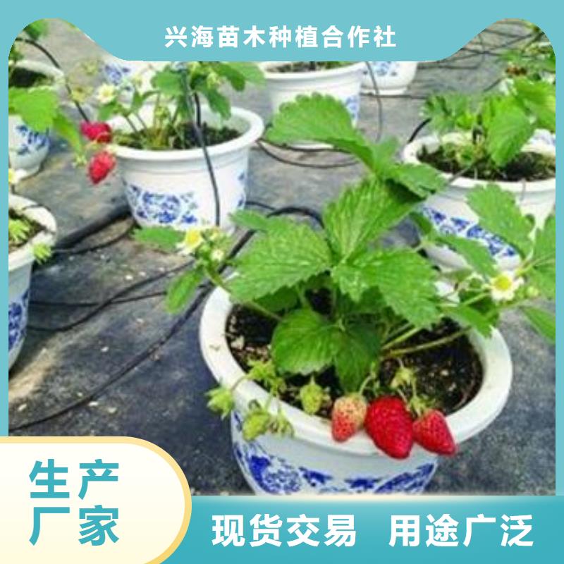 【草莓苗梨树苗种类齐全】