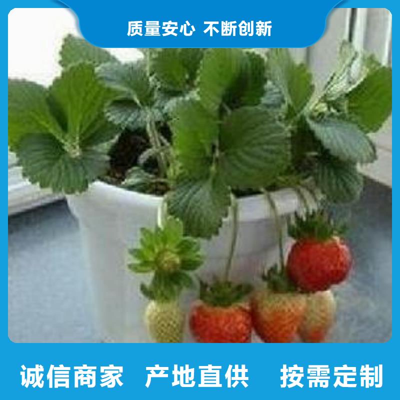 【草莓苗花椒苗24小时下单发货】