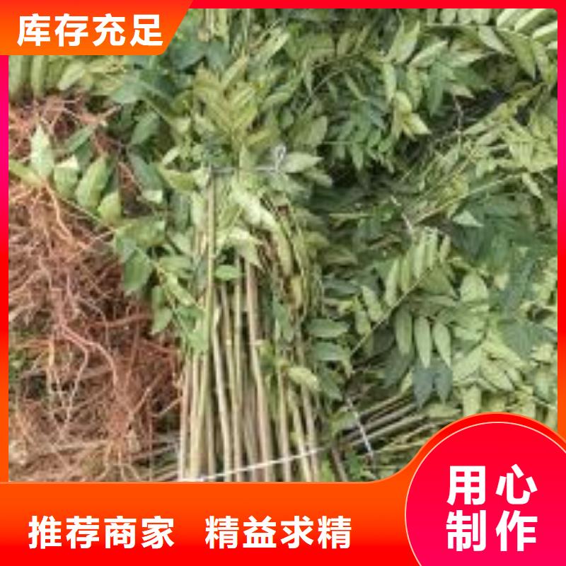 香椿苗桃树苗货源足质量好