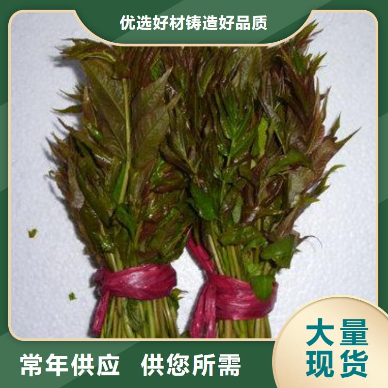 香椿苗,桃树苗追求细节品质