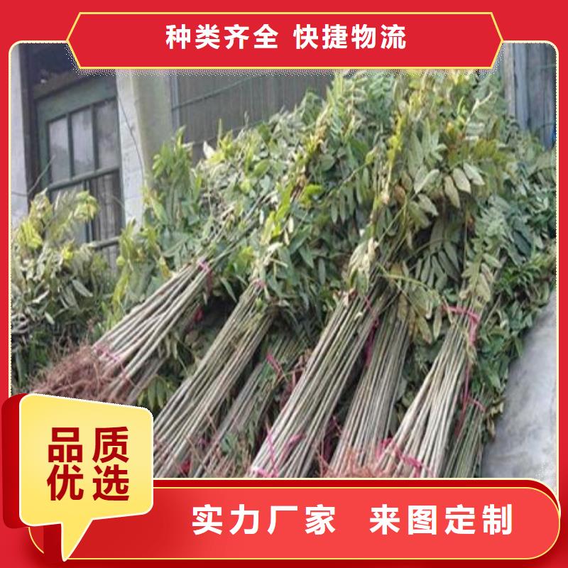 香椿苗花椒苗诚信可靠