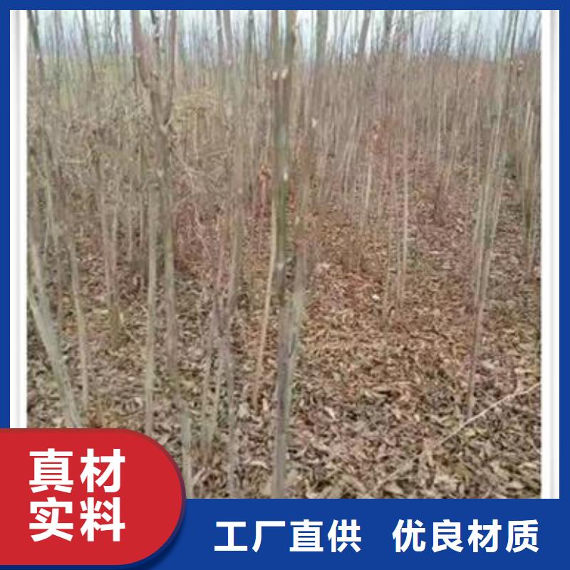 香椿苗梨树苗层层质检