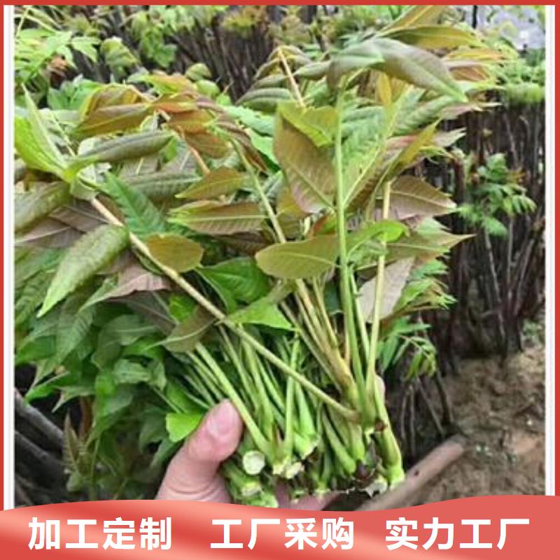 香椿苗蓝莓苗甄选好厂家