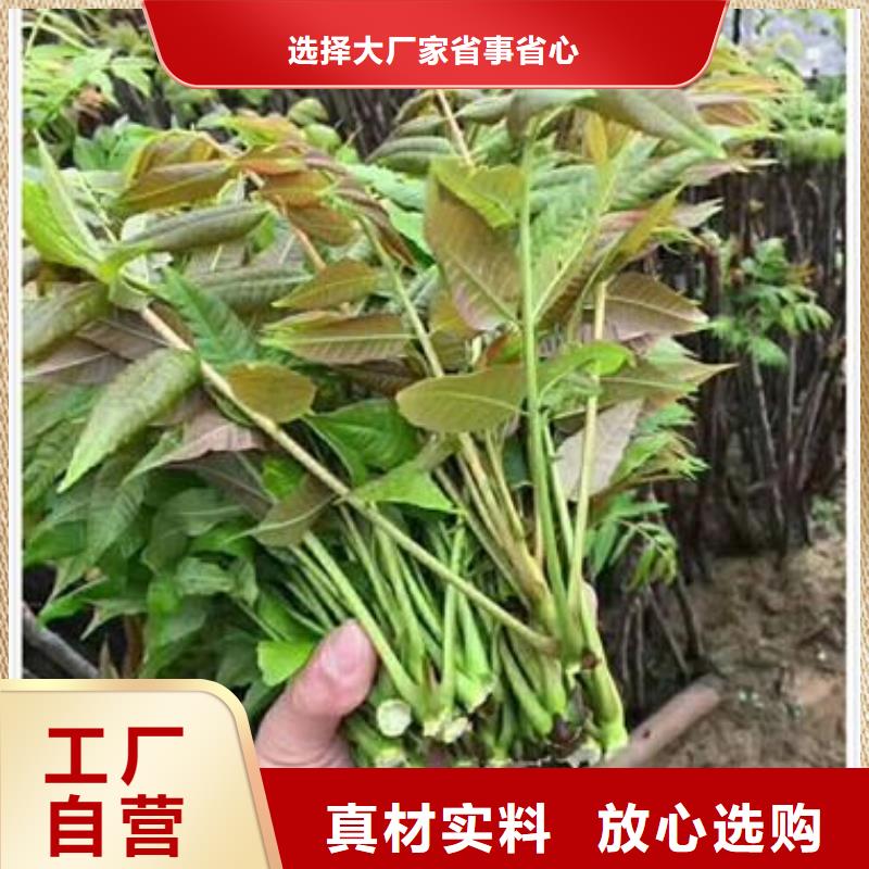 香椿苗板栗苗多年经验值得信赖