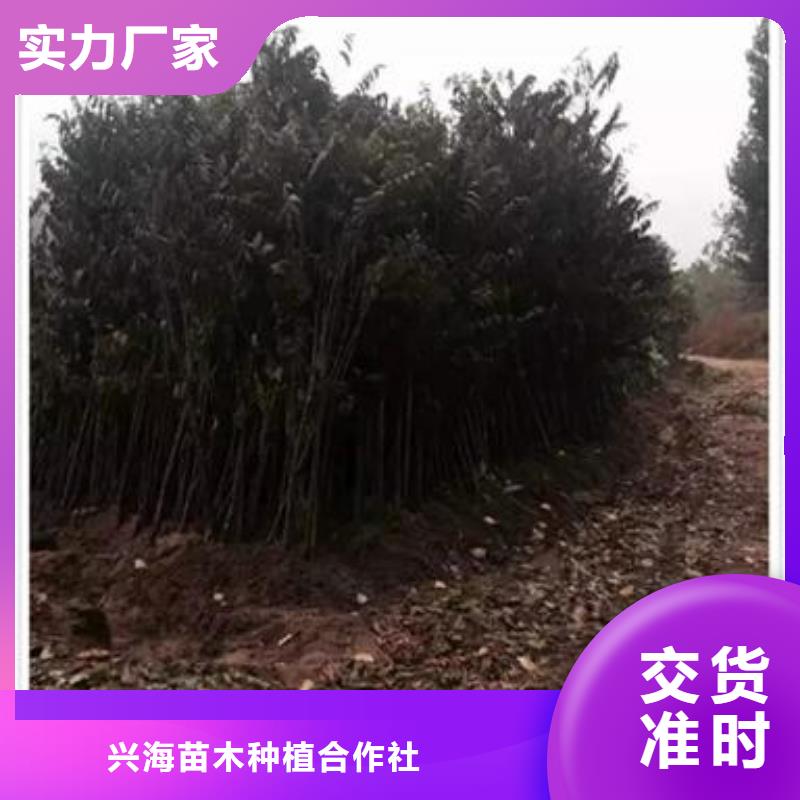 香椿苗梨树苗定制零售批发