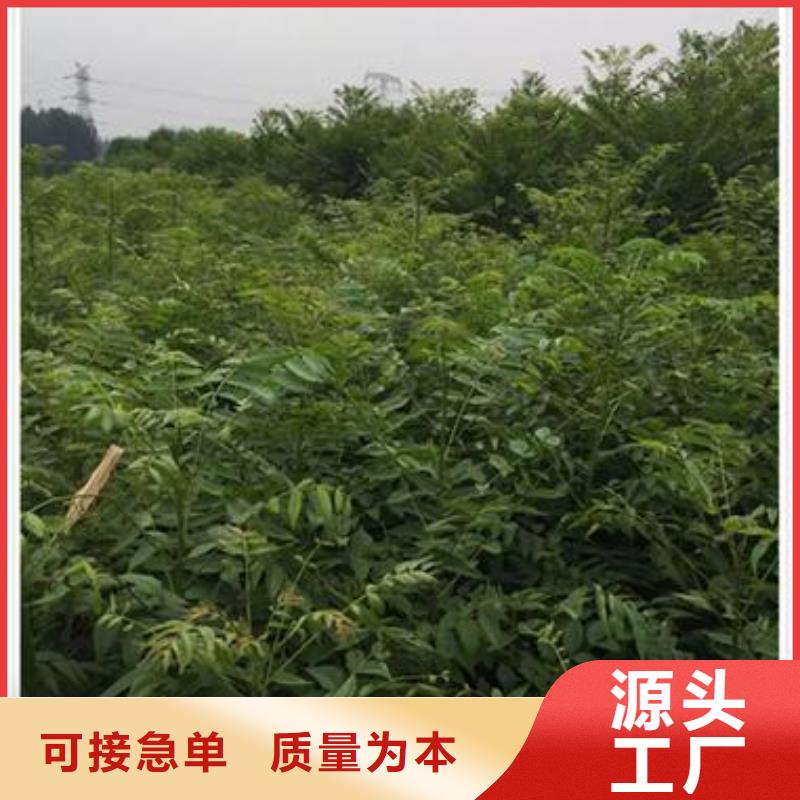 香椿苗梨树苗层层质检