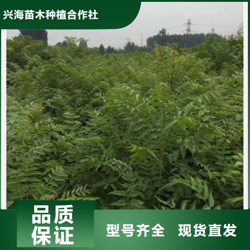 香椿苗蓝莓苗精心选材