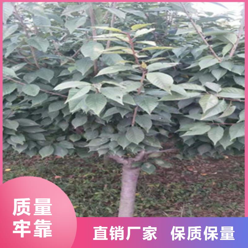 【樱花核桃苗樱花苗长果桑树苗质检合格出厂】