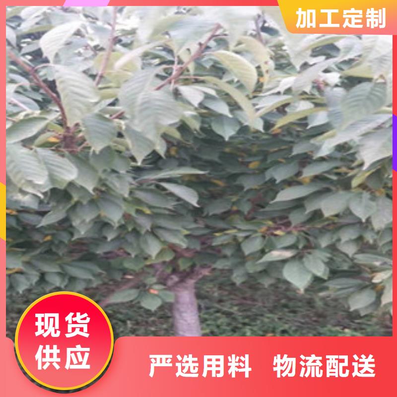 【樱花钙果苗品质卓越】