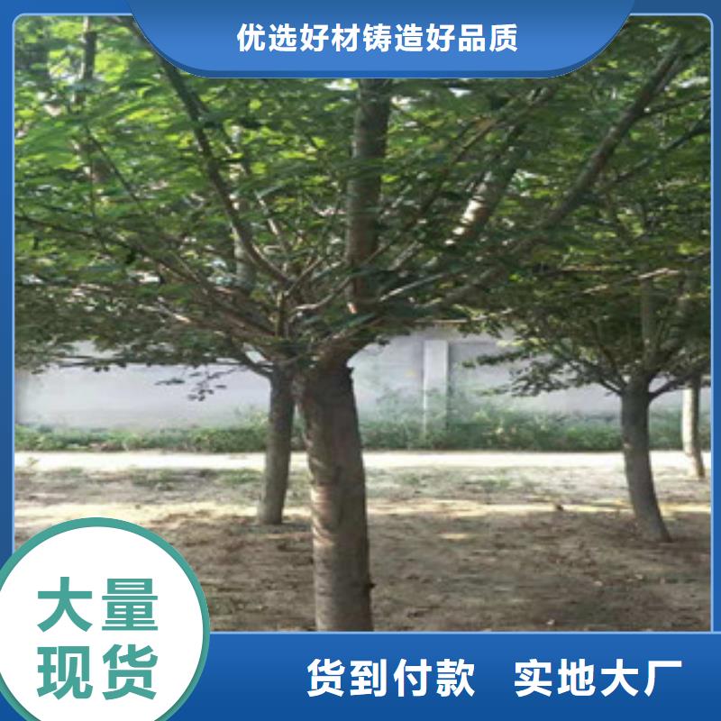 【樱花占地果树免费获取报价】