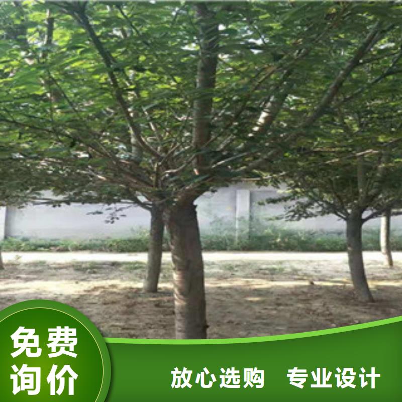 【樱花核桃苗樱花苗长果桑树苗质检合格出厂】