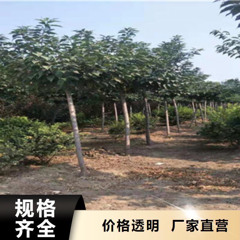 【樱花】蓝莓苗随心所欲定制