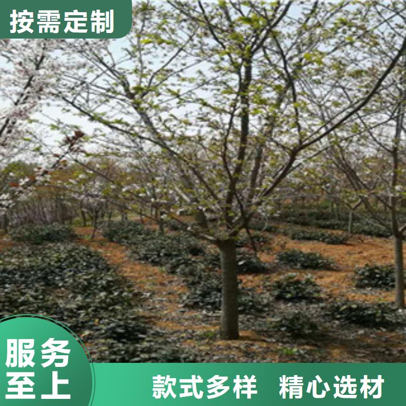 樱花绿化树绿化工程市场行情