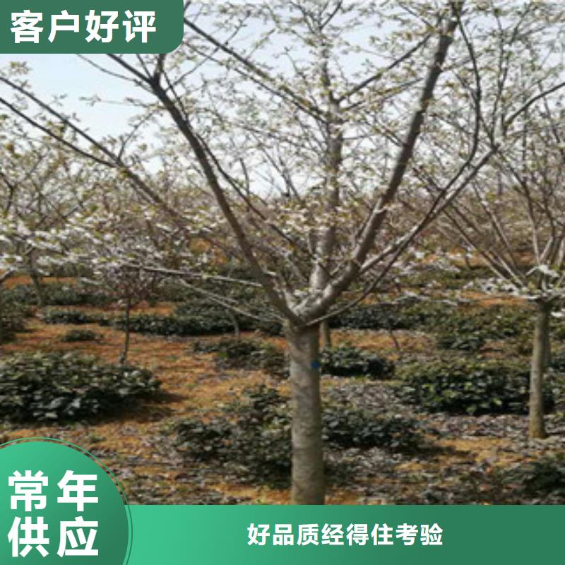 【樱花绿化树绿化工程多年厂家可靠】