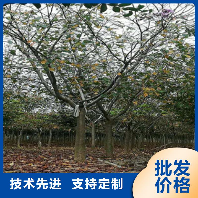 【樱花】蓝莓苗随心所欲定制