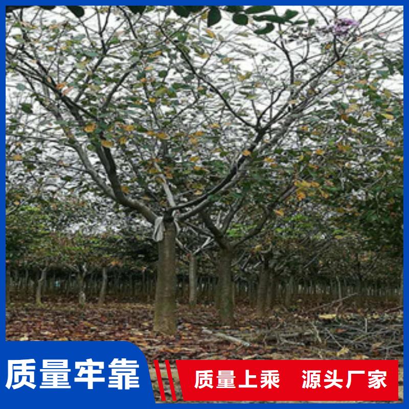 【樱花核桃苗樱花苗长果桑树苗定制批发】