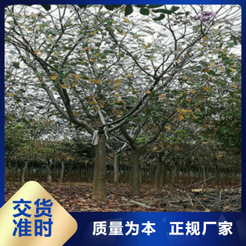 【樱花占地果树免费获取报价】