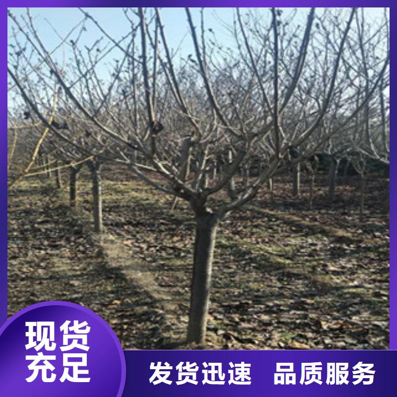 【樱花占地果树自有生产工厂】