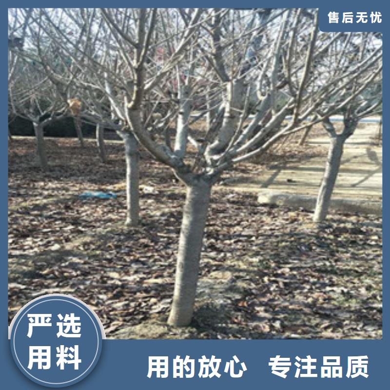 樱花,【树莓苗】厂家货源